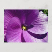 hibiscus 13 briefkaart (Voorkant)