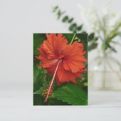 hibiscus 14 briefkaart (Staand voorkant)
