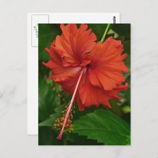 hibiscus 14 briefkaart (Voorkant / Achterkant)