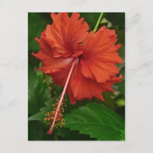 hibiscus 14 briefkaart