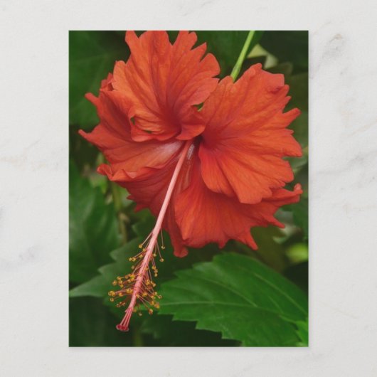 hibiscus 14 briefkaart (Voorkant)