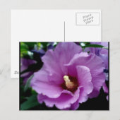 hibiscus 15 briefkaart (Voorkant / Achterkant)