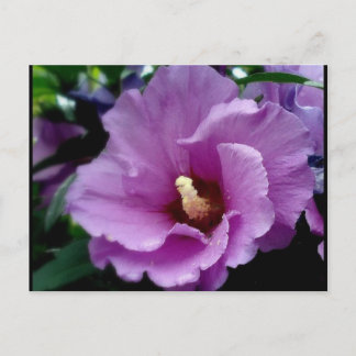 hibiscus 15 briefkaart
