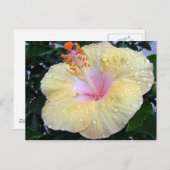 hibiscus 16 briefkaart (Voorkant / Achterkant)