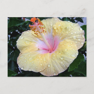 hibiscus 16 briefkaart