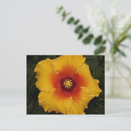 hibiscus 18 briefkaart (Staand voorkant)