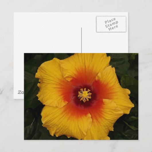 hibiscus 18 briefkaart (Voorkant / Achterkant)