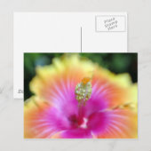 hibiscus 19 briefkaart (Voorkant / Achterkant)