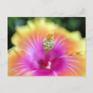 hibiscus 19 briefkaart