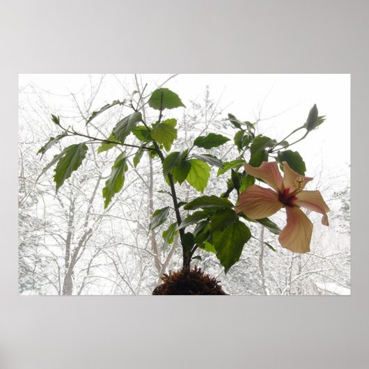 Hibiscus #1 poster (Voorkant)