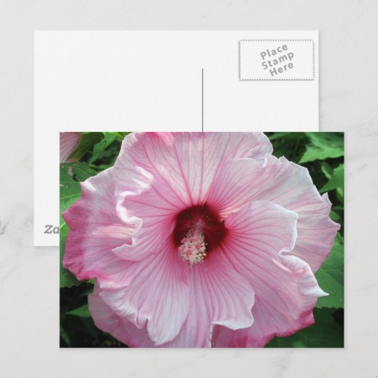 hibiscus 21 briefkaart (Voorkant / Achterkant)