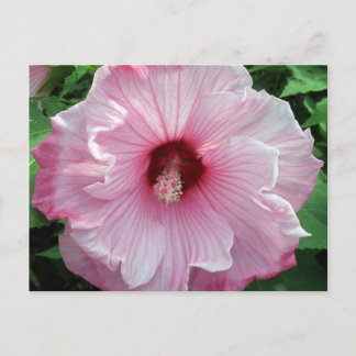 hibiscus 21 briefkaart