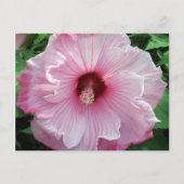 hibiscus 21 briefkaart (Voorkant)