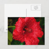 hibiscus 22 briefkaart (Voorkant / Achterkant)