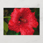 hibiscus 22 briefkaart (Voorkant)