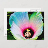 hibiscus 23 briefkaart (Voorkant / Achterkant)