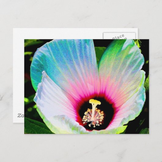 hibiscus 23 briefkaart (Voorkant / Achterkant)