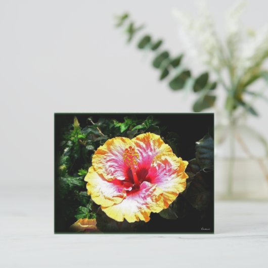 hibiscus 24 briefkaart (Staand voorkant)
