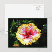 hibiscus 24 briefkaart (Voorkant / Achterkant)