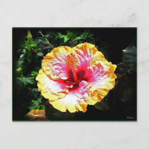 hibiscus 24 briefkaart