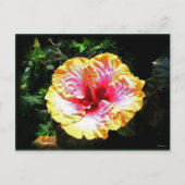hibiscus 24 briefkaart (Voorkant)