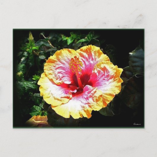 hibiscus 24 briefkaart (Voorkant)