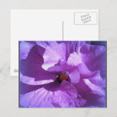 hibiscus 27 briefkaart (Voorkant / Achterkant)