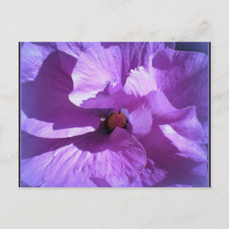 hibiscus 27 briefkaart