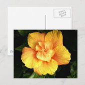 hibiscus 28 briefkaart (Voorkant / Achterkant)
