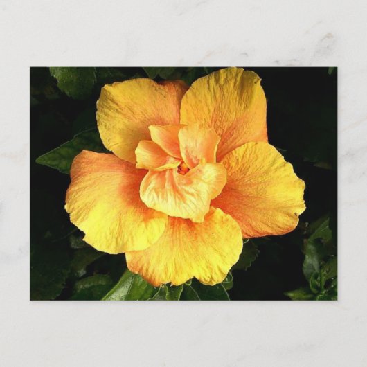 hibiscus 28 briefkaart (Voorkant)