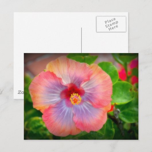 hibiscus 29 briefkaart (Voorkant / Achterkant)