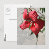 Hibiscus # 2 briefkaart (Voorkant / Achterkant)
