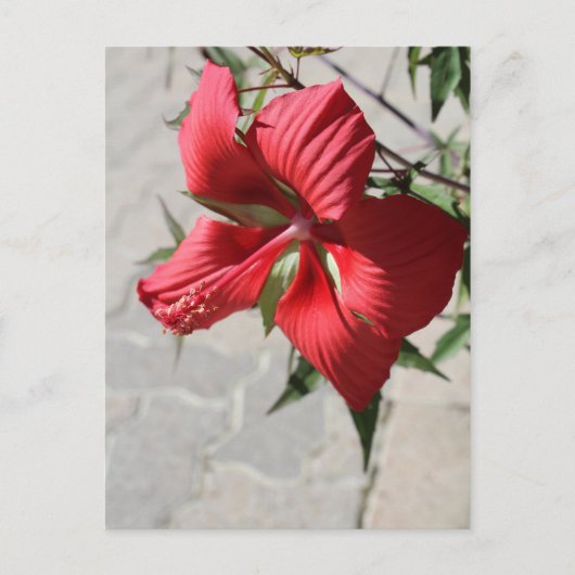 Hibiscus # 2 briefkaart (Voorkant)