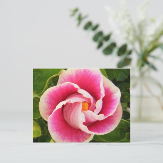 hibiscus 30 briefkaart (Staand voorkant)