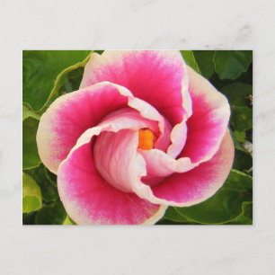 hibiscus 30 briefkaart