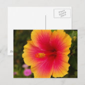 hibiscus 3 briefkaart (Voorkant / Achterkant)