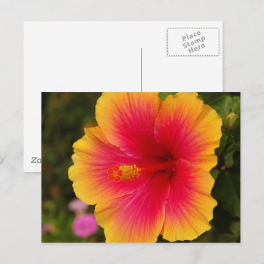 hibiscus 3 briefkaart (Voorkant / Achterkant)