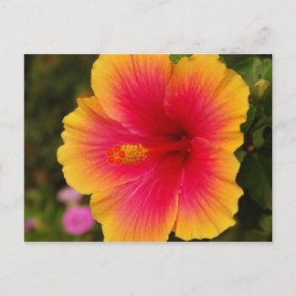 hibiscus 3 briefkaart