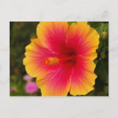 hibiscus 3 briefkaart (Voorkant)
