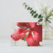Hibiscus # 3 briefkaart (Staand voorkant)