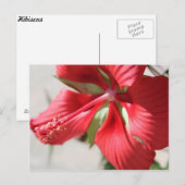 Hibiscus # 3 briefkaart (Voorkant / Achterkant)