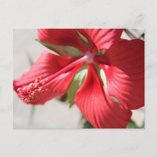 Hibiscus # 3 briefkaart (Voorkant)