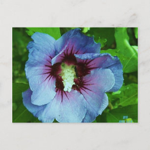 hibiscus 4 briefkaart