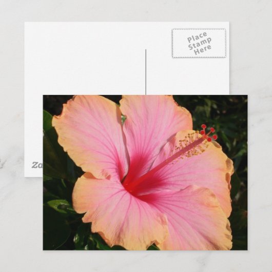 hibiscus 5 briefkaart (Voorkant / Achterkant)