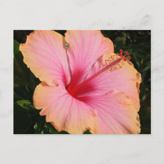 hibiscus 5 briefkaart