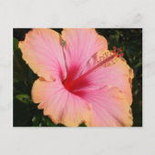 hibiscus 5 briefkaart (Voorkant)