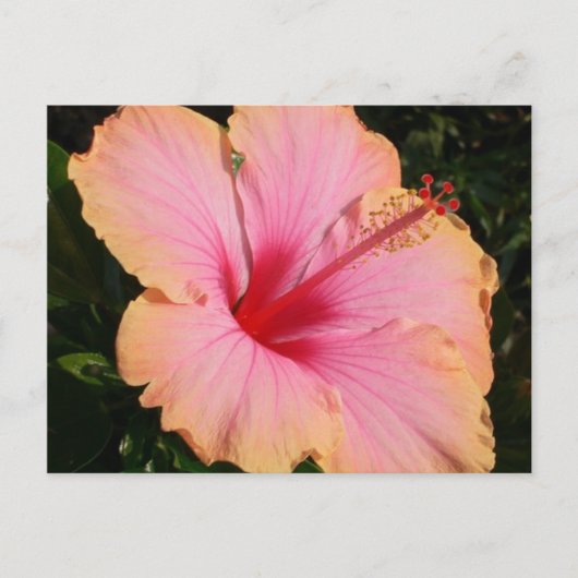 hibiscus 5 briefkaart (Voorkant)
