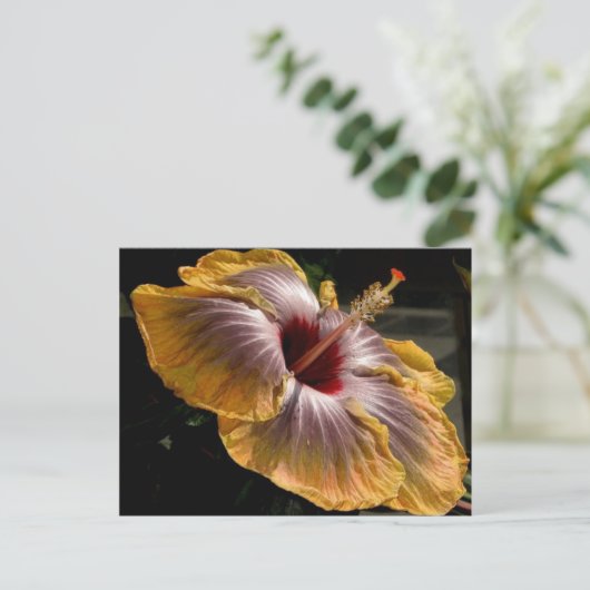 hibiscus 6 briefkaart (Staand voorkant)
