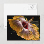 hibiscus 6 briefkaart (Voorkant / Achterkant)