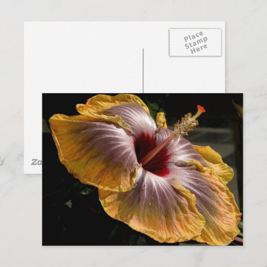 hibiscus 6 briefkaart (Voorkant / Achterkant)